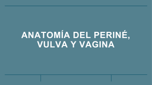 Anatomía de perine, vulva y vagina