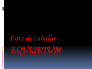 Equisetum[1]