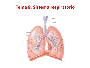 Tema8 Sistema respiratorio 