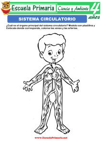 Sistema-Circulatorio-para-ninos-de-cuatro-anos