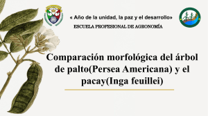Comparación morfológica del árbol de palto(Persea Americana) y el pacay(Inga feuillei) .pptx