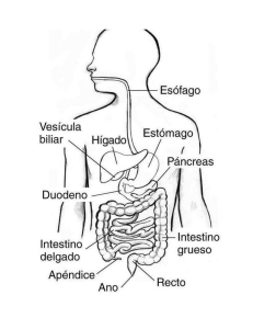 sistema digestivo