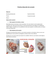 Disección de corazón