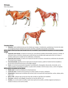 Miología-Anatomia 2