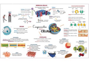 MEMBRANA CELULAR