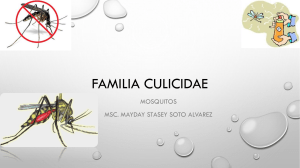 Familia Culicidae: Mosquitos, Biolog&iacute;a y Enfermedades