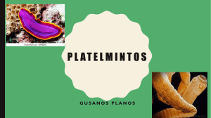 Platelmintos