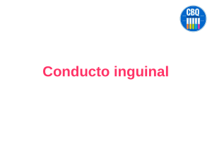 conducto-inguinal