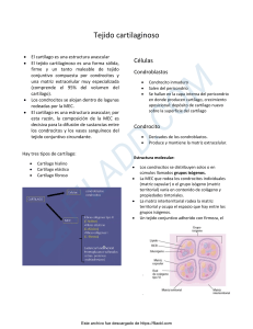 Tejido cartilaginoso resumen histologia