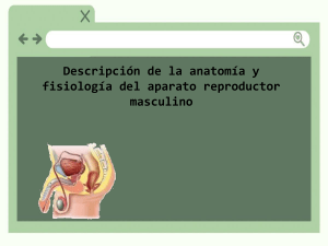 anatomia y fisiologia del ARMM