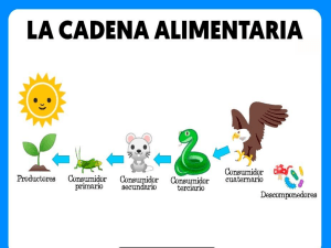 Niveles Tr&oacute;ficos y Cadenas Alimentarias: Ecolog&iacute;a