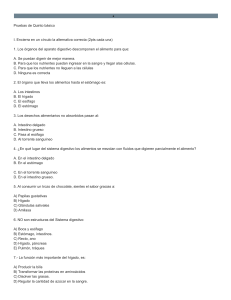 Prueba Sistema Digestivo 5to B&aacute;sico