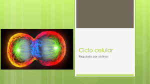 Ciclo celular y Replicacion_bq