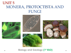 Unit 5. Monera, Protoctista and Fungi (Unidad 5. Moneras, protoctistas y hongos)