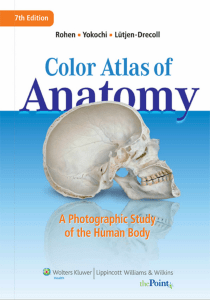 Atlas Fotografico de Anatomia Humana Yok