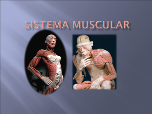 sistema muscular diapositivas