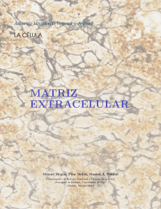 MXMA Matriz extracelular