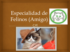 Especialidad de Felinos (Amigo) Club de conquistadores El Elyón by: Abigail Alcantara