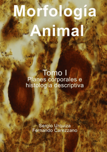 MORFOLOGIA ANIMAL Tomo I