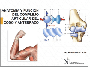 05 Anatomía, biomecánica y función del complejo articular del Codo y Antebrazo - adaptaciones el clase(1)