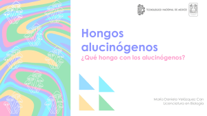 Hongos alucinógenos