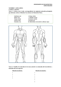 FICHA MUSCULATURA.docx