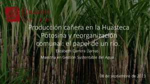 Producción cañera en la Huasteca Potosina y reorganización