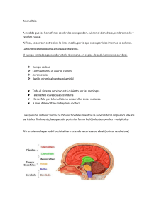 Telencéfalo