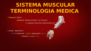 sistema-muscular compress