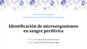 Identificación de microorganismos en SP 