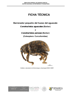 Ficha T cnica Conotrachelus spp. EPF 2016 F 1 