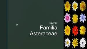 Asteraceas (100)