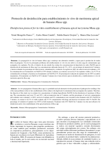 rodrigo abad,+Protocolo de desinfecci n para establecimiento in vitro de meristema apicalde banano Musa spp 