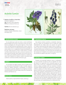 Aconito-Comun-04082021A