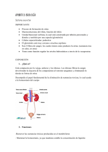 APUNTES SISTEMA EXCRETOR