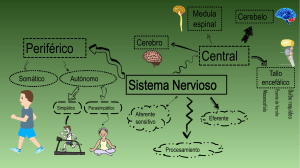 Mapa Mental Sistema Nervioso