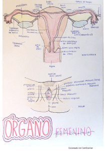 GENITAL FEMENINO 11-03-2021 16.07