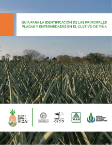 Manual-de-plagas-Piña-CICA-08-10-20191 compressed