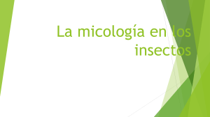 La micología en los insectos