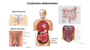 Cuadrante abdominales - inferior izquierdo