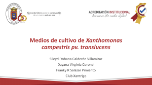 Medios de cultivo de Xanthomonas campestris pv. translucens
