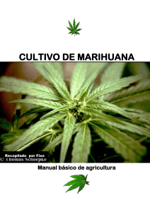 01-Cultivo de Marihuana Manual Basico de Agricultura