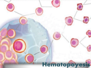 Hematopoyesis fisio