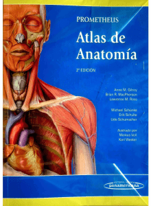 Atlas de Anatomia Humana Prometheus 2 OPTIMIZADO