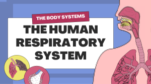 The Respiratory System Educational Presentation in Blue, Yellow, and Pink Lined and Illustrative Style (1)