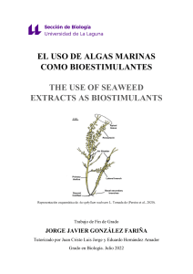 El uso de algas marinas como bioestimulantes