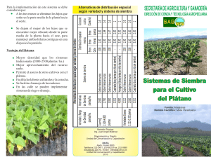 2010,-Sistemas-de-siembra-para-el-cultivo-de-platano,-Folleto