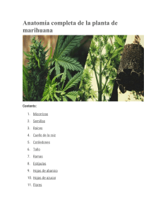 Anatomía completa de la planta de marihuana