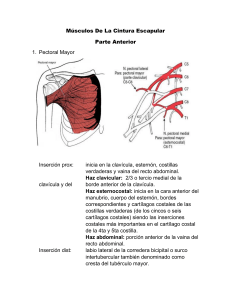 Musculos de los miembros (Arellano)