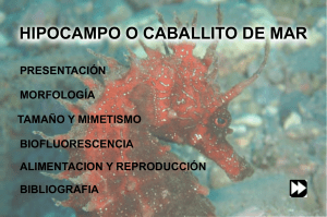 Hipocampo o Caballito de Mar: Morfología y Reproducción